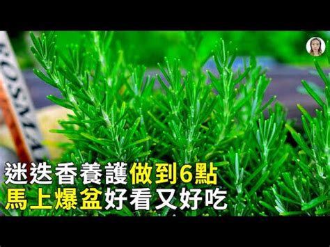 迷迭香風水|【招財風水植物】居家風水學 